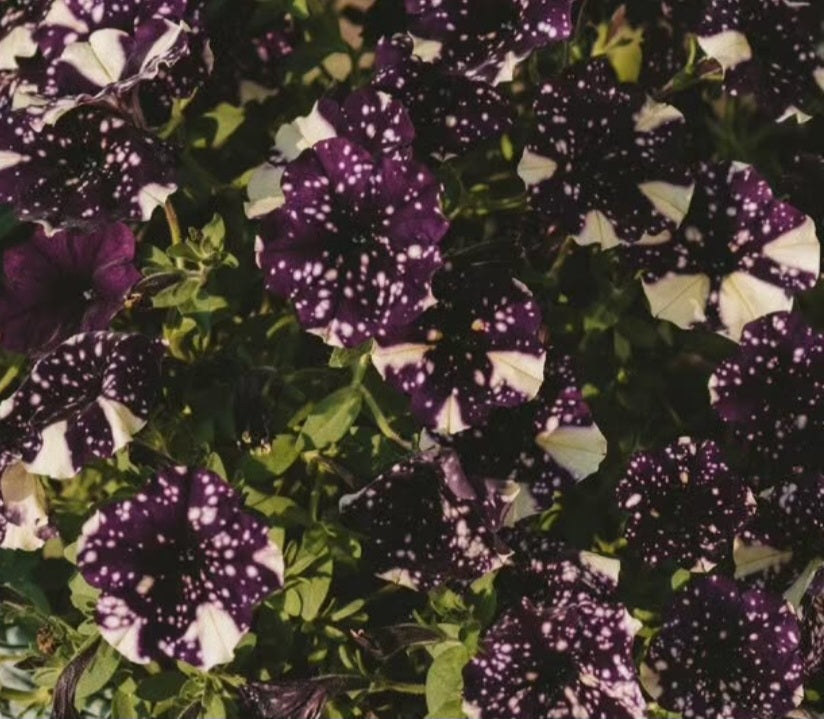 Petunia Jumbo 200 Seeds