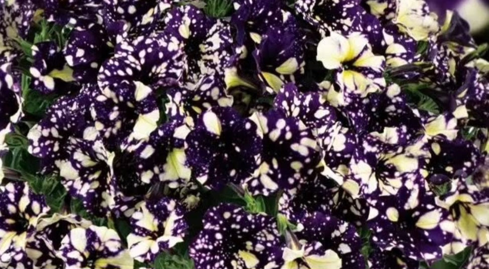 Petunia Jumbo 200 Seeds