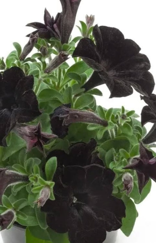 Petunia Midnight 200 Seeds