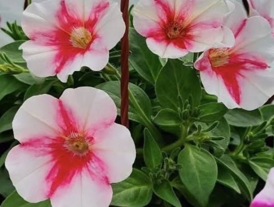 Petunia Hazel 200 Seeds