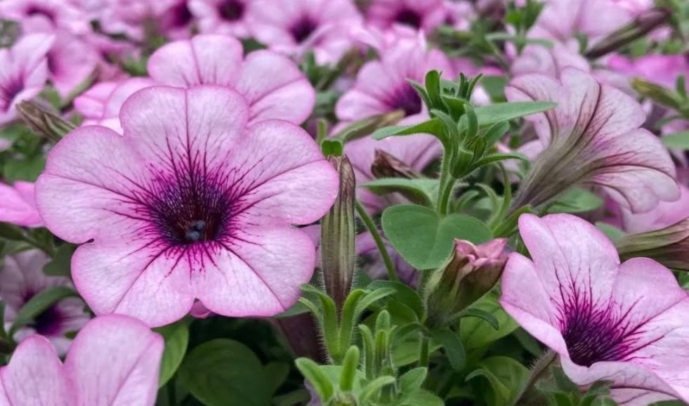 Petunia Scarlett 200 Seeds