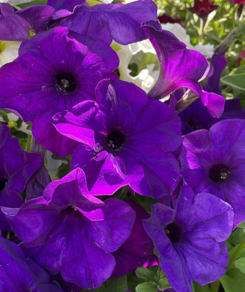 Petunia Eleanor 200 Seeds