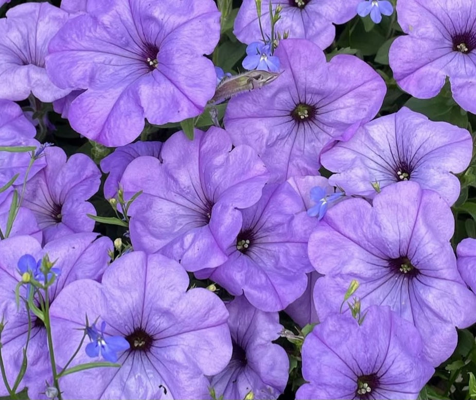 Petunia Lavanda 200 Seeds