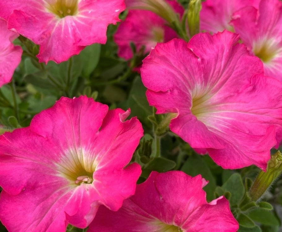 Petunia Kyren 200 Seeds