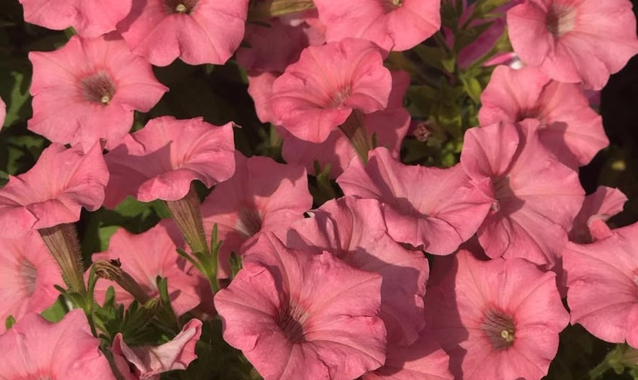 Petunia Evelyn 200 Seeds