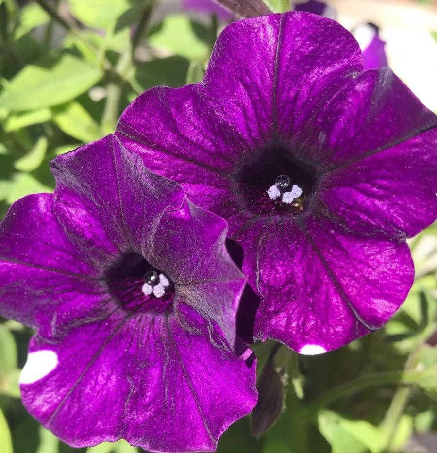 Petunia Kaeli 200 Seeds