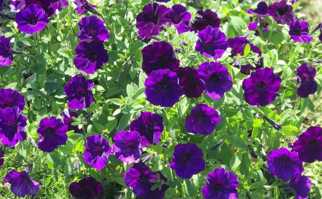 Petunia Kaeli 200 Seeds