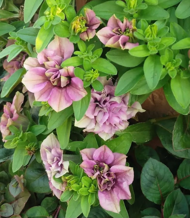 Petunia Double Thelma 200 Seeds