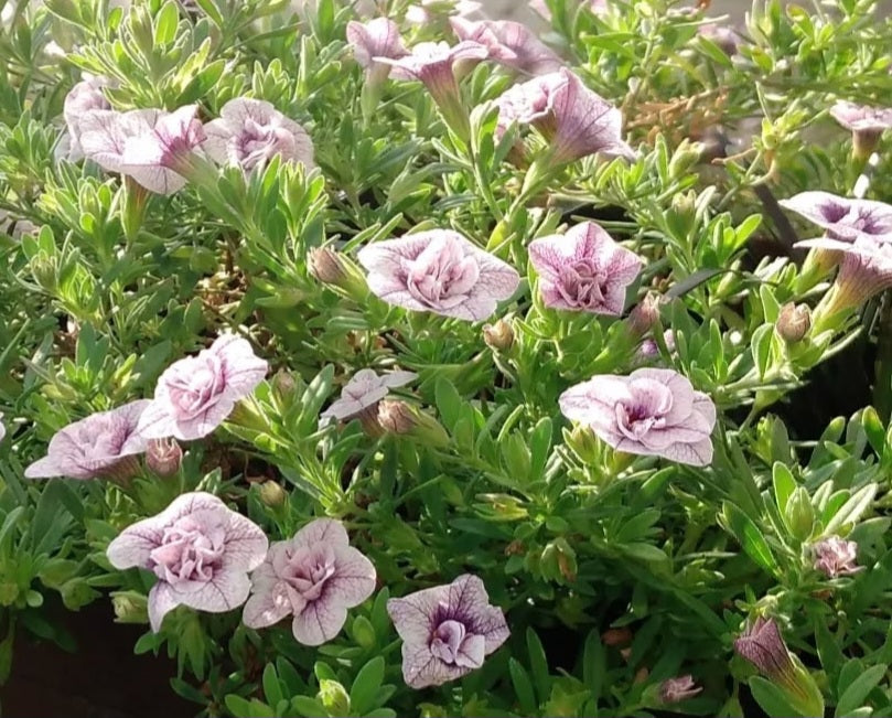Calibrachoa ( Superbells ) Mildred 15 Pellets