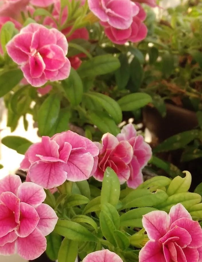 Calibrachoa ( Superbells ) Darlene 15 Pellets