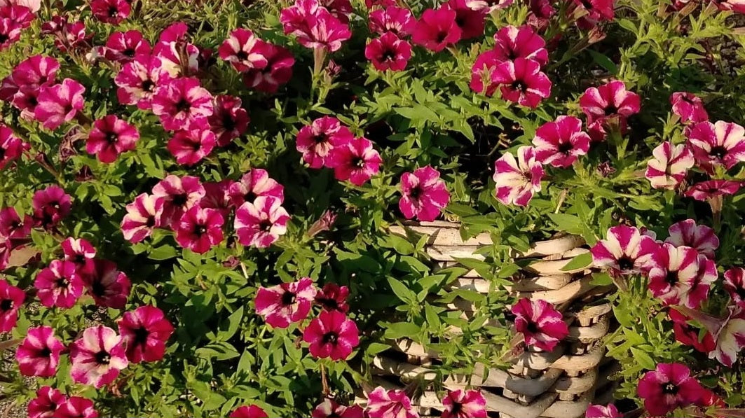 Calibrachoa ( Superbells ) Marjorie 15 Pellets