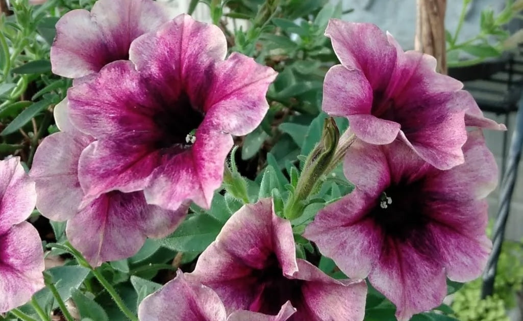 Petunia Easton 200 Seeds