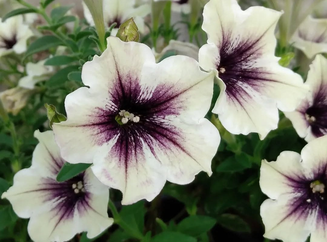 Petunia Jordan 200 Seeds