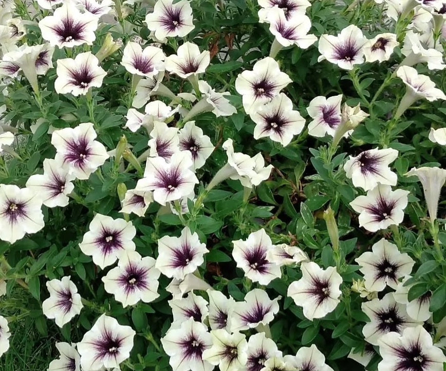 Petunia Jordan 200 Seeds