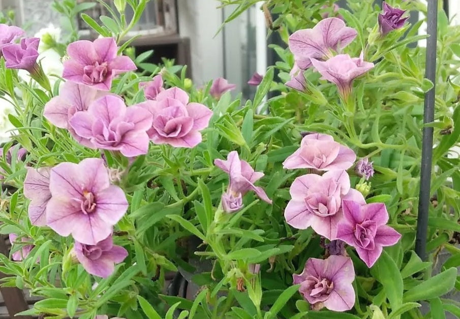 Calibrachoa ( Superbells ) Doris 15 Pellets