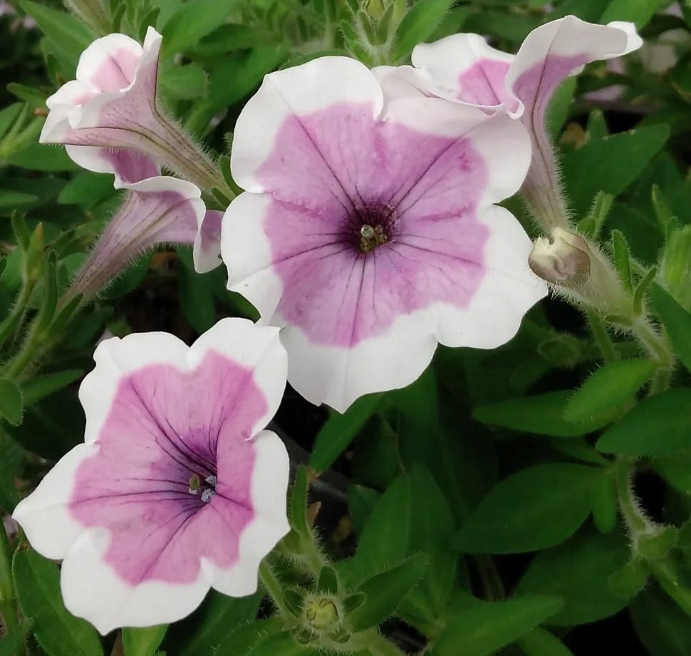Petunia Silas 200 Seeds