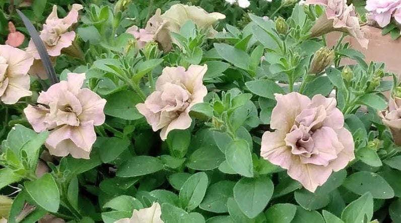 Petunia Double Walker 200 Seeds