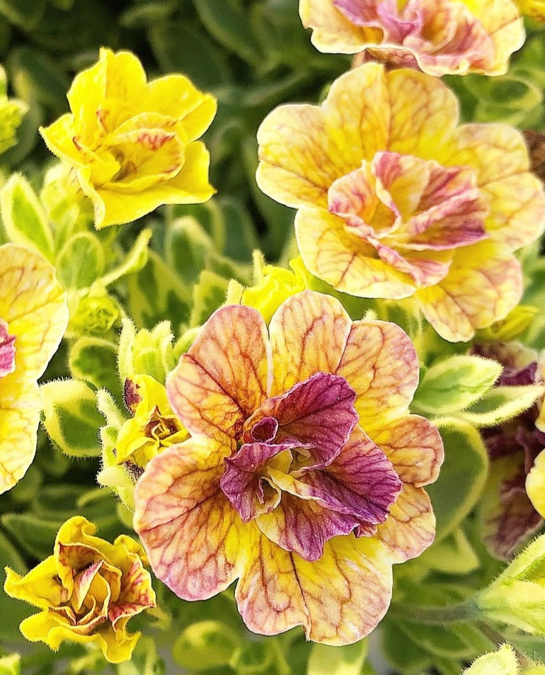 Calibrachoa ( Superbells ) Juanita 15 Pellets