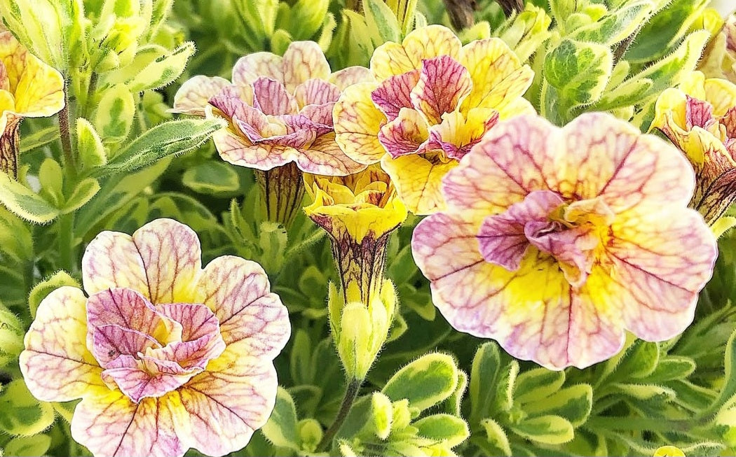 Calibrachoa ( Superbells ) Juanita 15 Pellets