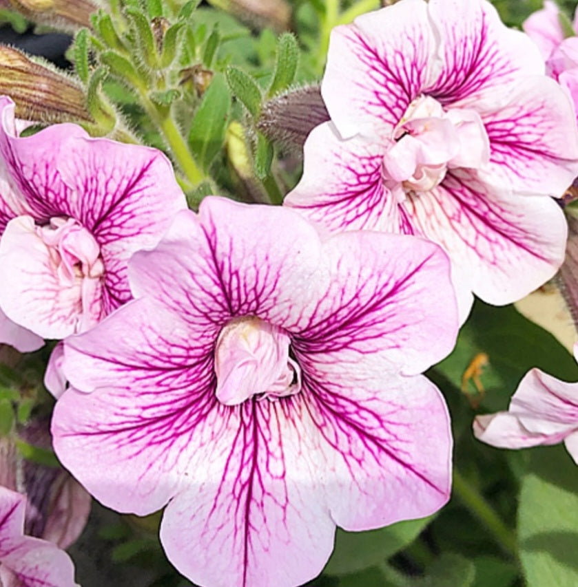Calibrachoa ( Superbells ) Robin 15 Pellets