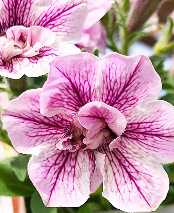 Calibrachoa ( Superbells ) Robin 15 Pellets