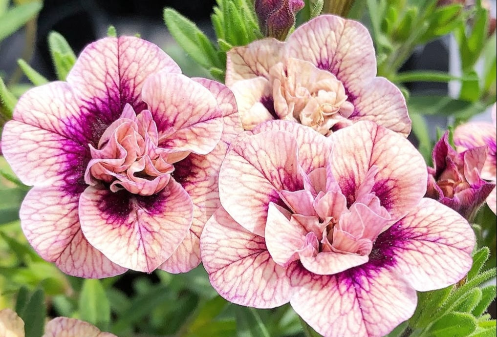 Calibrachoa ( Superbells ) Elaine 15 Pellets