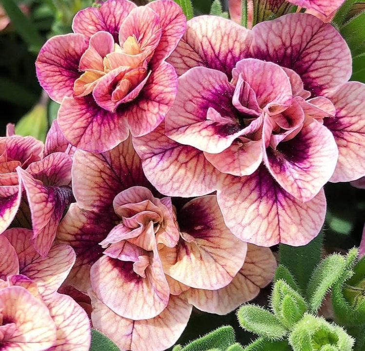 Calibrachoa ( Superbells ) Elaine 15 Pellets