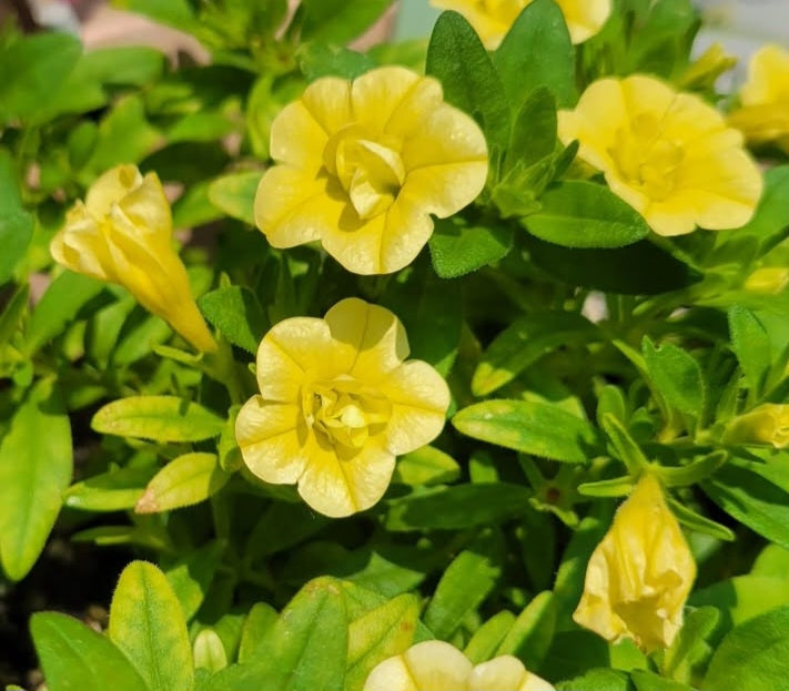 Calibrachoa ( Superbells ) Phyllis 15 Pellets