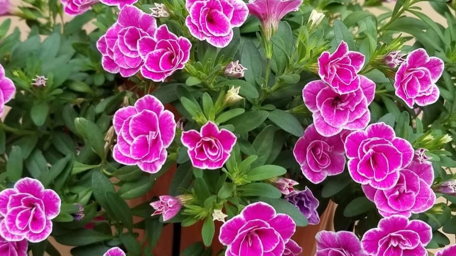 Calibrachoa ( Superbells ) Pauline 15 Pellets