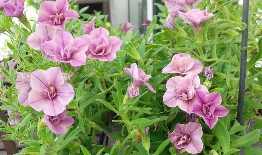 Calibrachoa ( Superbells ) Stacy 15 Pellets