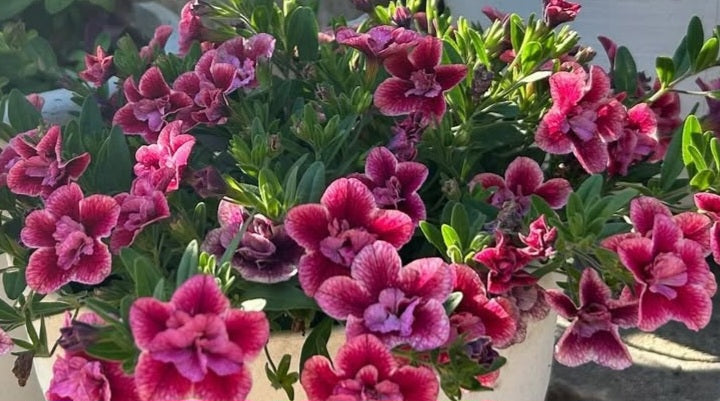 Calibrachoa ( Superbells ) Strawberries 15 Pellets
