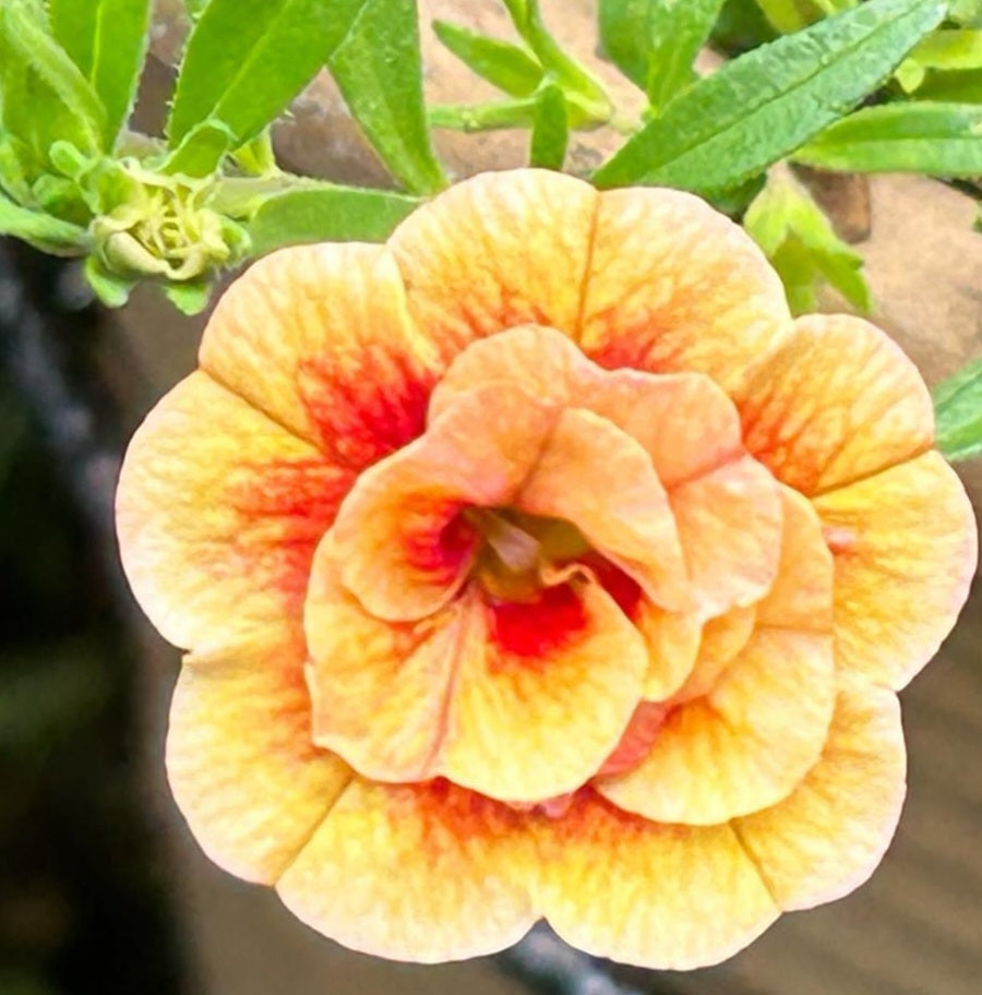 Calibrachoa ( Superbells ) Bessie 15 Pellets