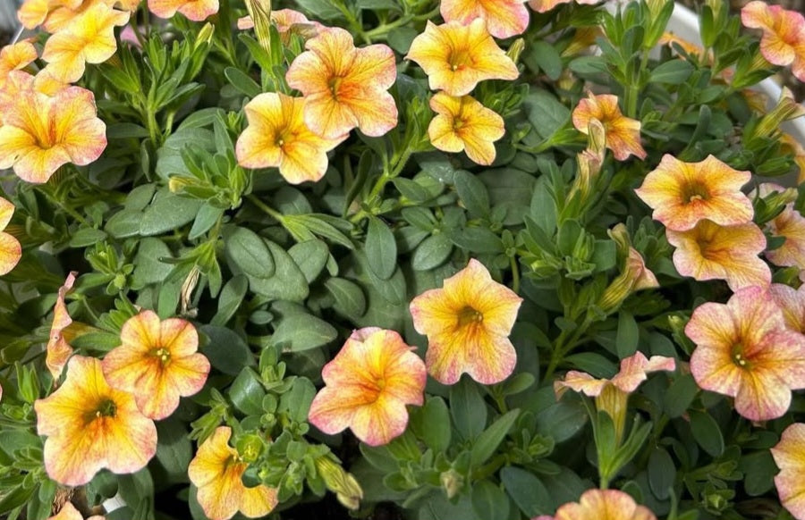 Calibrachoa ( Superbells ) Leslie 15 Pellets