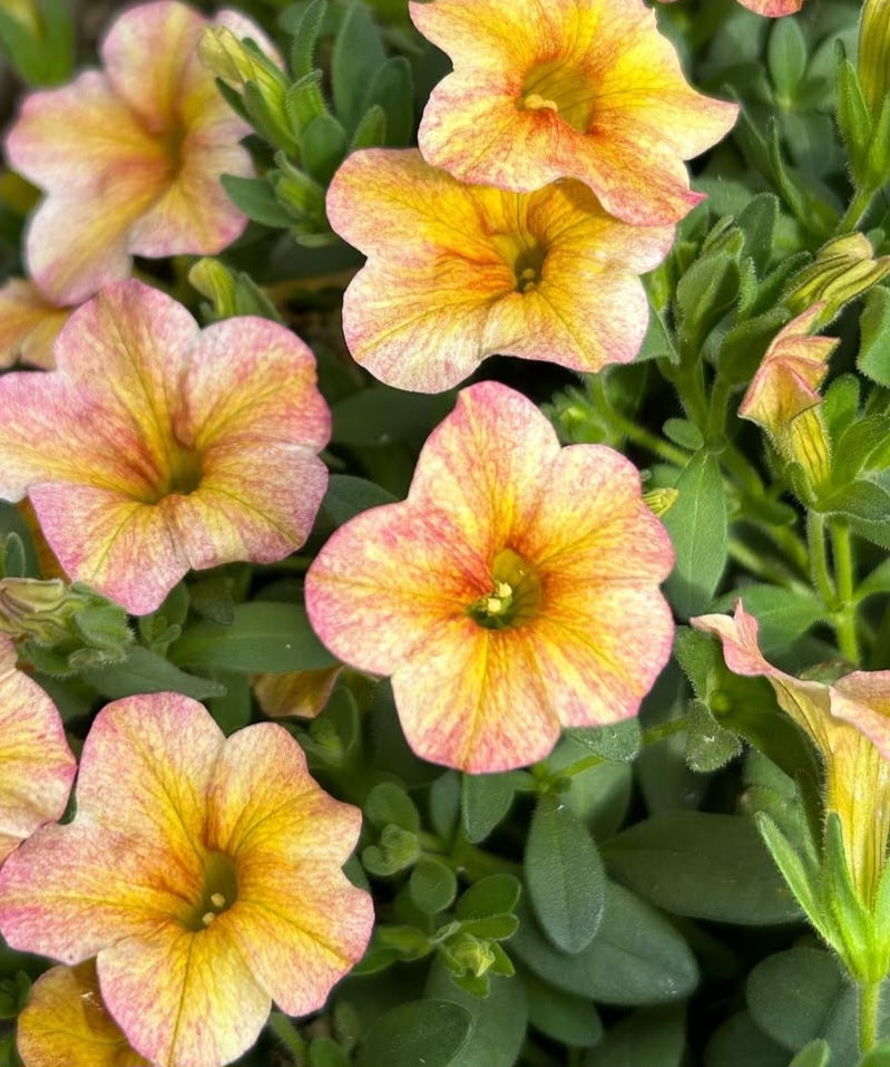 Calibrachoa ( Superbells ) Leslie 15 Pellets