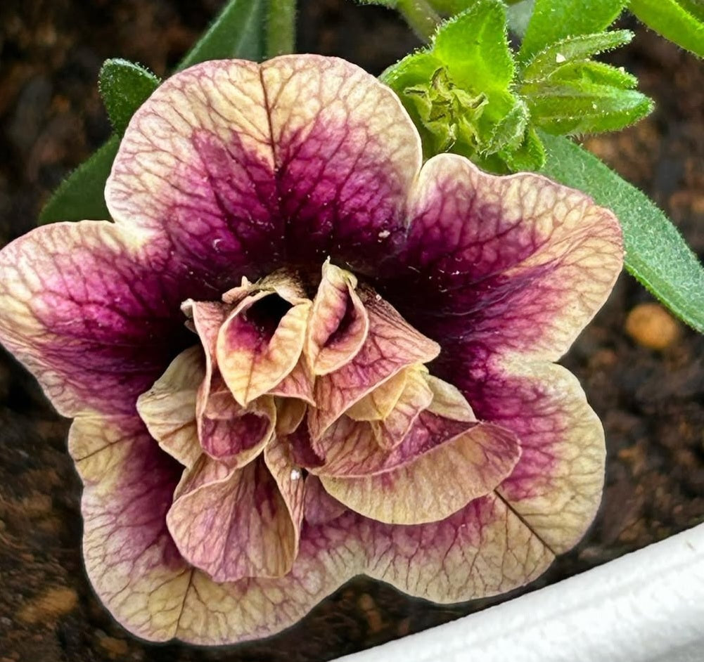 Calibrachoa ( Superbells ) Rosa 15 Pellets