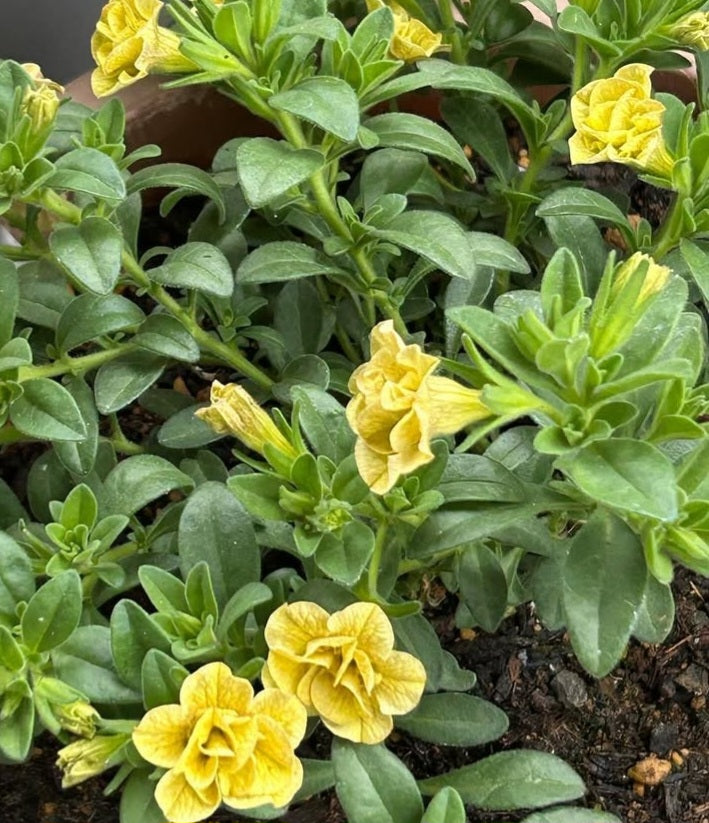 Calibrachoa ( Superbells ) Delores 15 Pellets