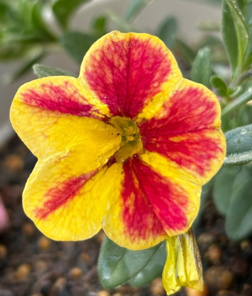 Calibrachoa ( Superbells ) Tamara 15 Pellets
