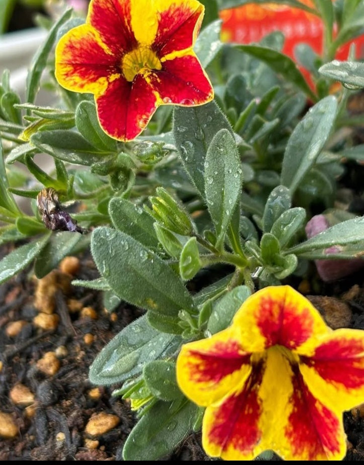 Calibrachoa ( Superbells ) Tamara 15 Pellets