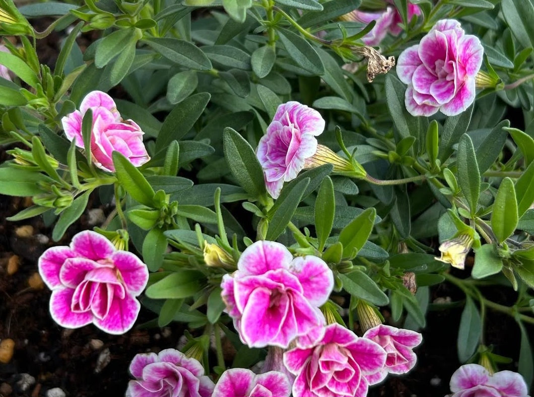 Calibrachoa ( Superbells ) Patsy 15 Pellets