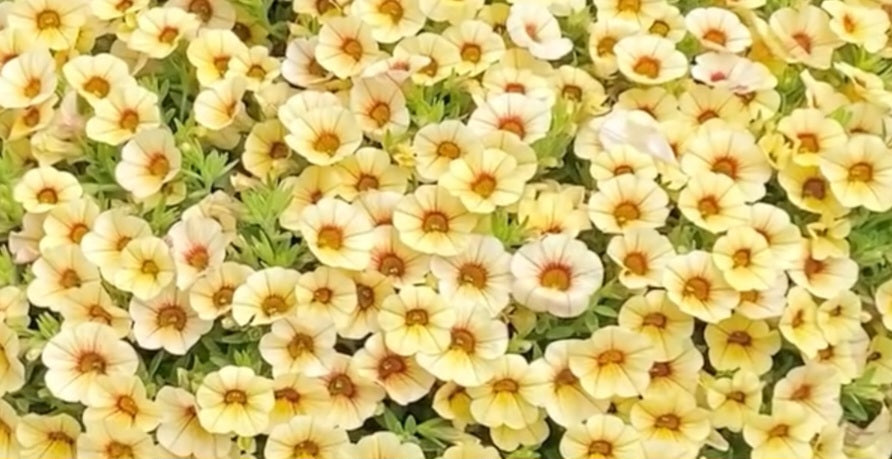 Calibrachoa ( Superbells ) Colleen 15 Pellets