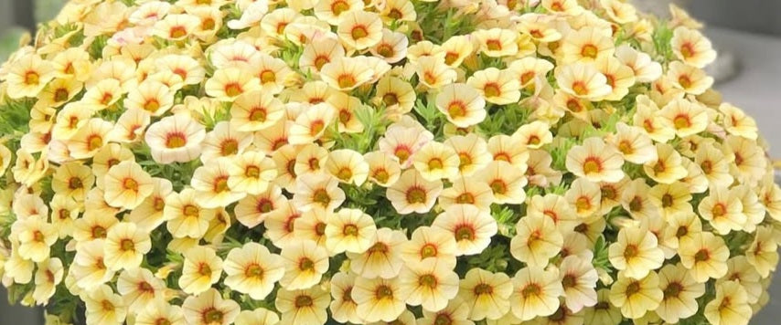 Calibrachoa ( Superbells ) Colleen 15 Pellets