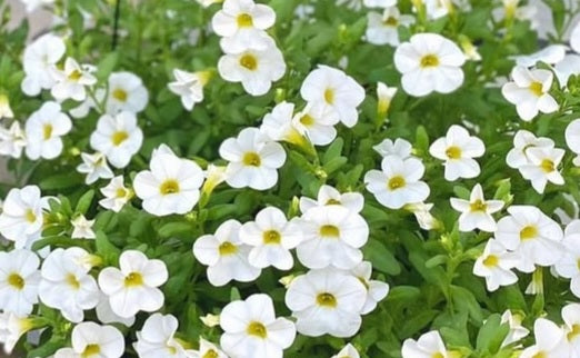 Calibrachoa ( Superbells ) Iceland 15 Pellets