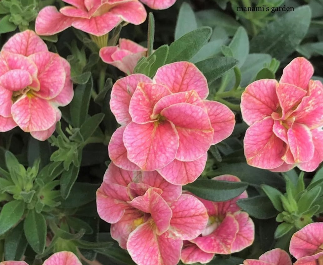 Calibrachoa ( Superbells ) Lorraine 15 Pellets