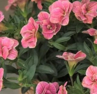 Calibrachoa ( Superbells ) Lorraine 15 Pellets