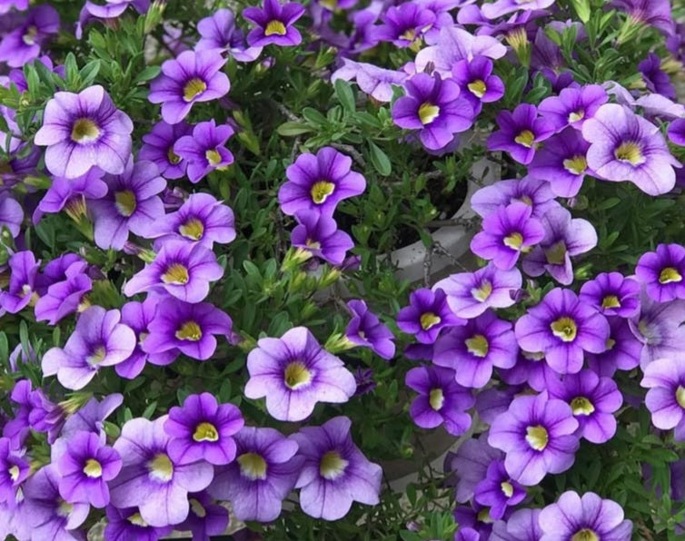Calibrachoa ( Superbells ) Dolores 15 Pellets