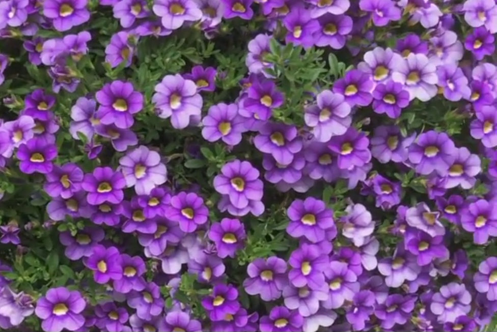 Calibrachoa ( Superbells ) Dolores 15 Pellets