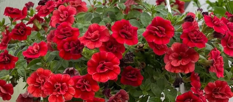 Calibrachoa ( Superbells ) Firelands 15 Pellets