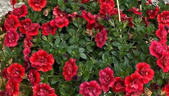 Calibrachoa ( Superbells ) Firelands 15 Pellets