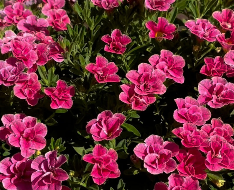 Calibrachoa ( Superbells ) Maxine 15 Pellets