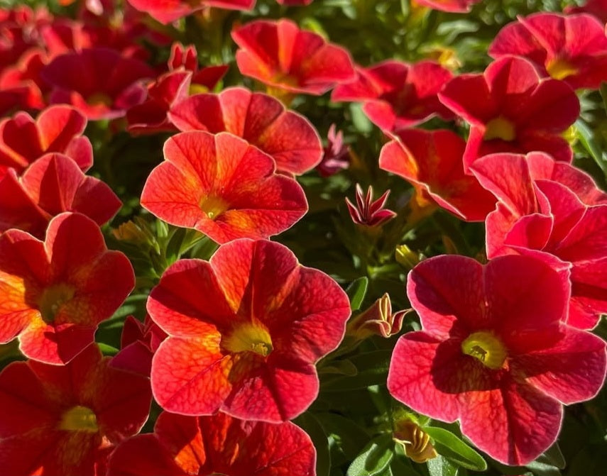 Calibrachoa ( Superbells ) Jessie 15 Pellets